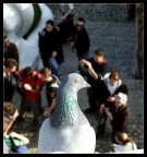 Che è sto casino?? Che è sto casino??