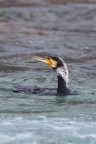 Cormorano Cormorano