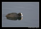 Coot Coot