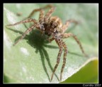 Terza Macro Terza Macro