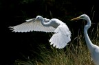 Garzetta ed Airone bianco maggiore Garzetta ed Airone bianco maggiore