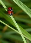 coccinelle 4 coccinelle 4