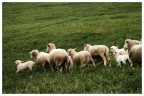 Sheep...