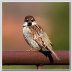 Passero D'Italia Passero D'Italia