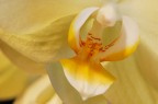 Orchidea Orchidea