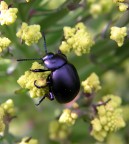 viola metallizzato! viola metallizzato!