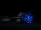 Blu Rose Blu Rose