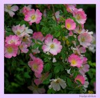 Heidenröslein Heidenröslein