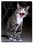sbadiglio felino... sbadiglio felino...
