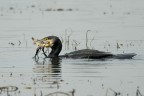 cormorano con preda cormorano con preda