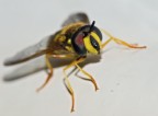 Macro con fuji s9600 Macro con fuji s9600