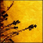 Small Things Small Things