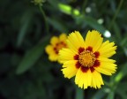 raggi di sole raggi di sole