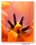 ho cercato di rendere la setosit e la morbidezza di questo tulipano e la variet delle sue sfumature interne. Che ne dite?

P.S. Ringrazio pigi che indirettamente, postando gli exif delle sue foto, mi ha fatto capire che per scattare macro ravvicinate bisogna usare una focale molto alta e poco il flash.