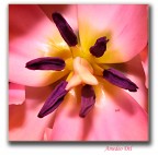 cotone...