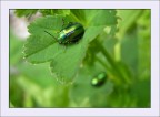 Amano il verde Amano il verde
