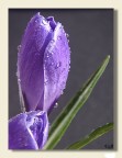 Crocus chiuso Crocus chiuso