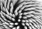 Macro...stuzzicante! Macro...stuzzicante!