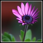 Piccolino... Piccolino...