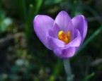crocus crocus