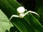 bianco bianco
