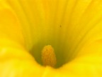 profondo giallo profondo giallo