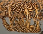 zebre al tramonto (etosha park - namibia 2006)