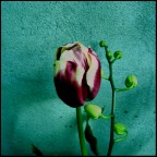 Forbidden Flowers Forbidden Flowers