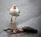 Gabbiano o avvoltoio? Gabbiano o avvoltoio?