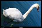 Cigno Cigno