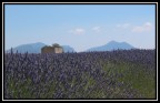La Nuova Lavanda La Nuova Lavanda