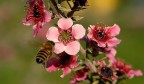 Ape e fiore prova 2 Ape e fiore prova 2