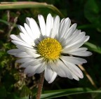 Margherita Margherita