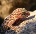 Geco alla luce del sole 2 Geco alla luce del sole 2