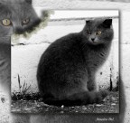 felinus ferus felinus ferus