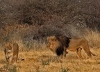 mi piacerebbe sapere dove hanno visto la foresta nella savana!
comunque che sia il re  fuori da ogni dubbio. qui eravamo ben protetti in un punto di osservazione quindi abbiamo potuto goderci l'emozione. il maschio era enorme con quella stupenda criniera che sembra formare un mantello.