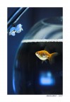 GoldFish GoldFish