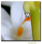 l'uovo nella goccia l'uovo nella goccia