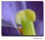 Pistillo! presente Pistillo! presente