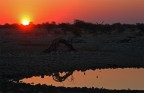 i tramonti nella savana sono spettacolari quanto repentini. in agosto  inverno in namibia ed il sole tramonta intorno alle 18. improvvisamente tutto diventa rosso ed in pochi minuti si  immersi nell'oscurit pi completa.