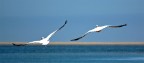 siamo a sandwich bay, a sud di walvis bay. 
l'abbiamo raggiunta guidando nel punto in cui il deserto del namib entra nell'oceano, approfittando della bassa marea. ad agosto non eravamo riusciti ad andare perch il deserto era troppo avanti e non c'era abbastanza spazio per passare, ma in novembre non ce lo siamo fatti scappare!
qui nidificano cormorani, fenicotteri e pellicani (come quelli nella foto) in grandi quantit
(namibia novembre 2006)