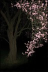 night flowers night flowers