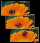 Coccinella story... Coccinella story...