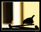 passero controluce