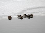 perche' non siamo migrate al sud come gli altri? perche' non siamo migrate al sud come gli altri?