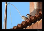 passerotti passerotti