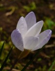 delicate delicate