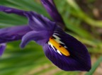 iris reticulata iris reticulata