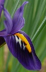 iris reticulata 2 iris reticulata 2