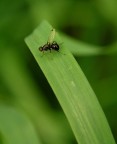3 mm sull'erba!